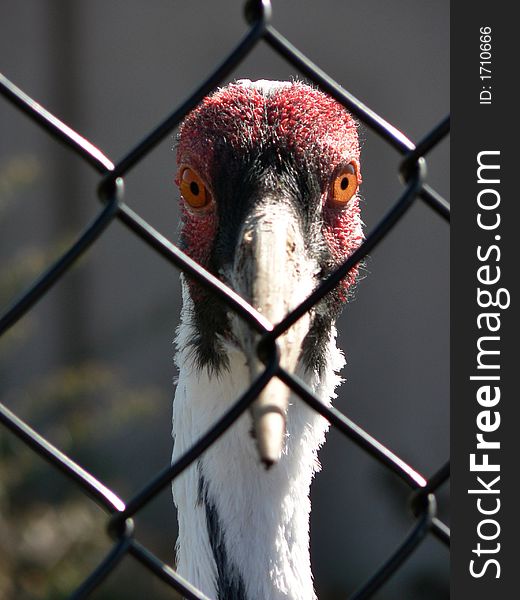 Close-up of a big-eyed crane with red head and orange eyes looking indignantly through a fence. Close-up of a big-eyed crane with red head and orange eyes looking indignantly through a fence