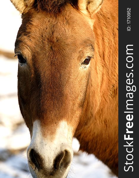 A close up of the horse.