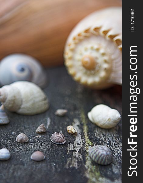 Sea Shell Selections