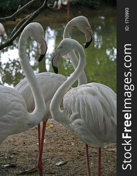 Flamingos standing next to each other with their necks forming a heart-like shape. Flamingos standing next to each other with their necks forming a heart-like shape