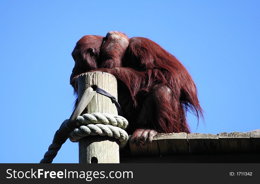 A very bored Orangutan waits for excitement on a sunny day.