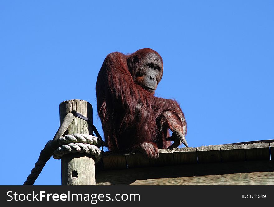 A bored Orangutan ponders the day ahead of him.
