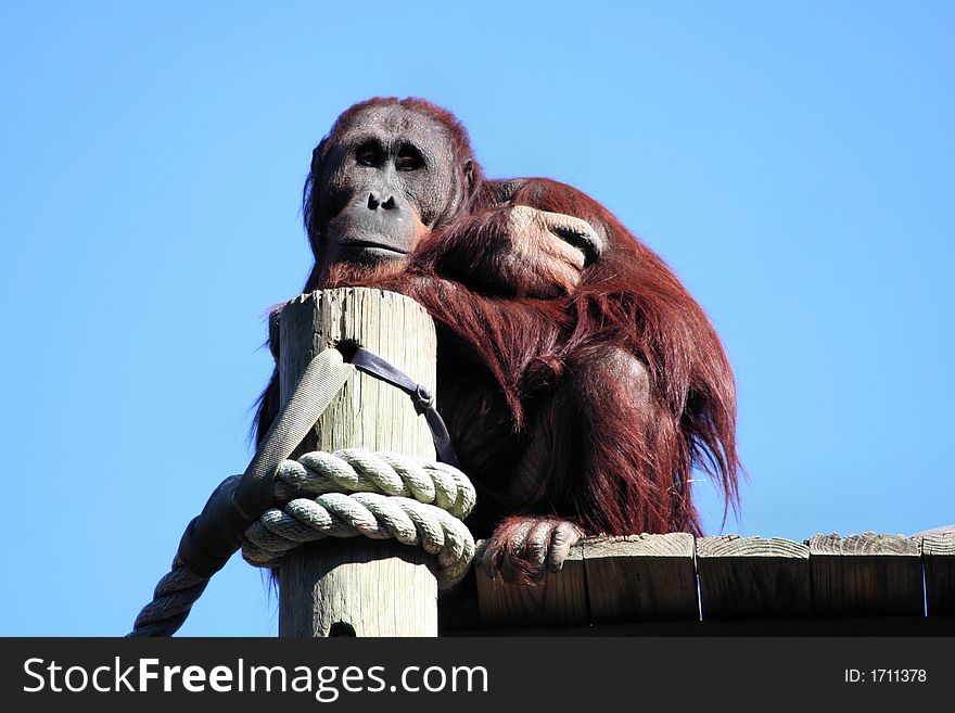 A bored Orangutan day dreams. A bored Orangutan day dreams.