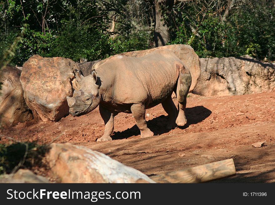 A large male Rhinoceros looking for something to graze. A large male Rhinoceros looking for something to graze.