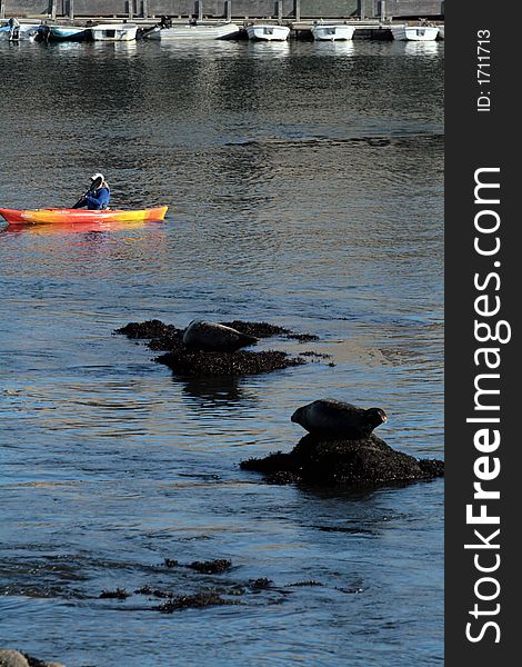 A woman kayaking encounters sea lions. A woman kayaking encounters sea lions