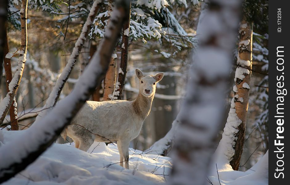 White fallow deer in winter natural scenery