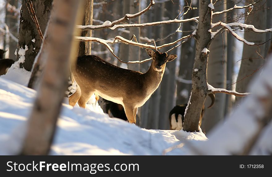 Fallow deer in winter natural scenery. Fallow deer in winter natural scenery