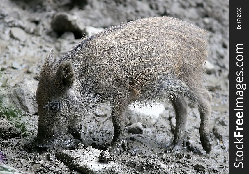Young wild boar on a natural background