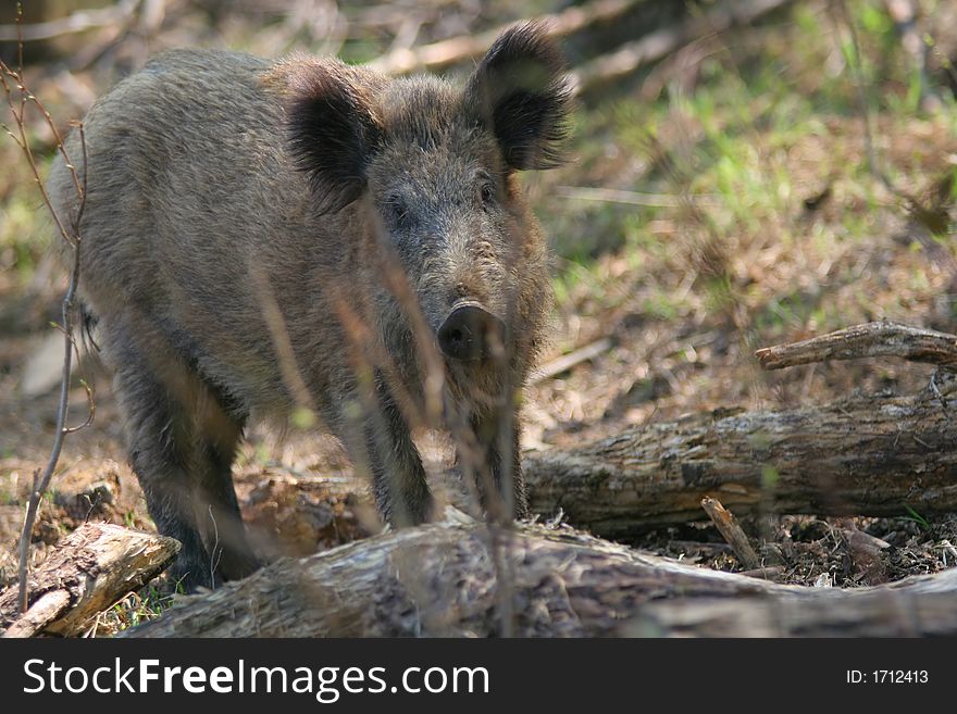 Portrait of Young wild boar in forest. Portrait of Young wild boar in forest