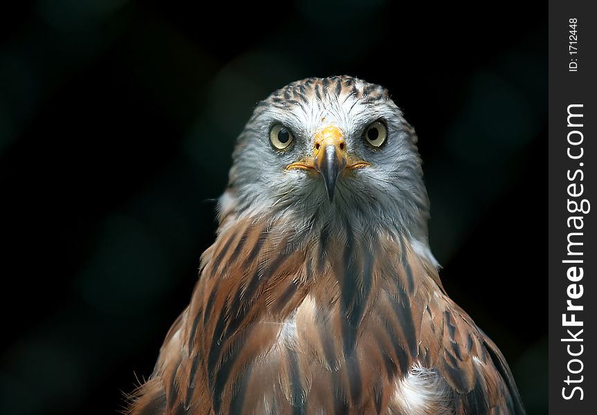 Kite head portrait on black background. Kite head portrait on black background