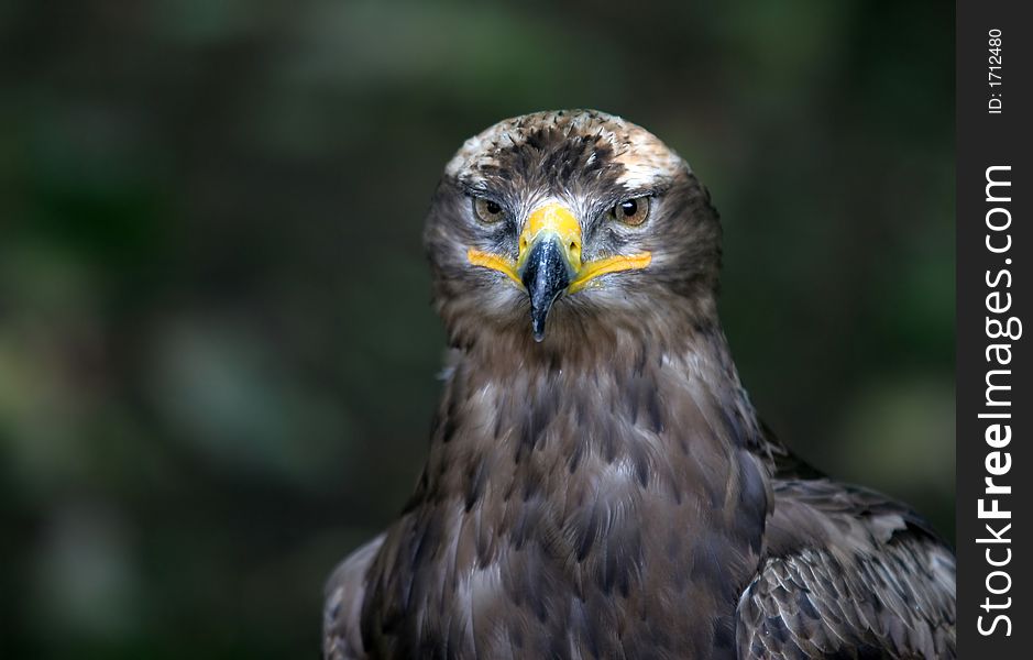 Black Kite - Bird  Portrait