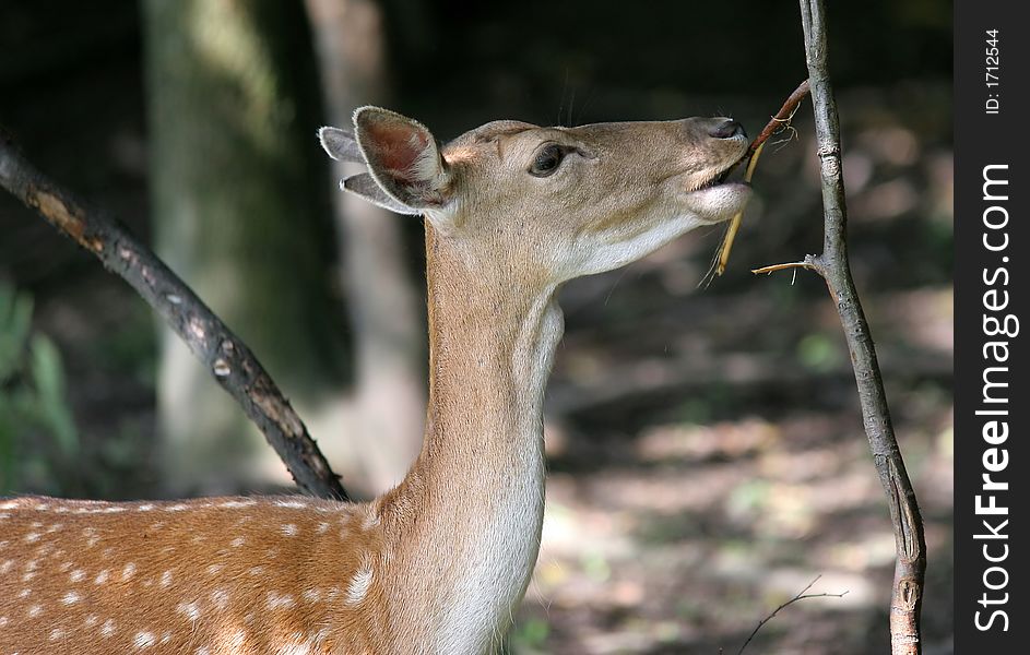 Portrait Of  Deer In Forest