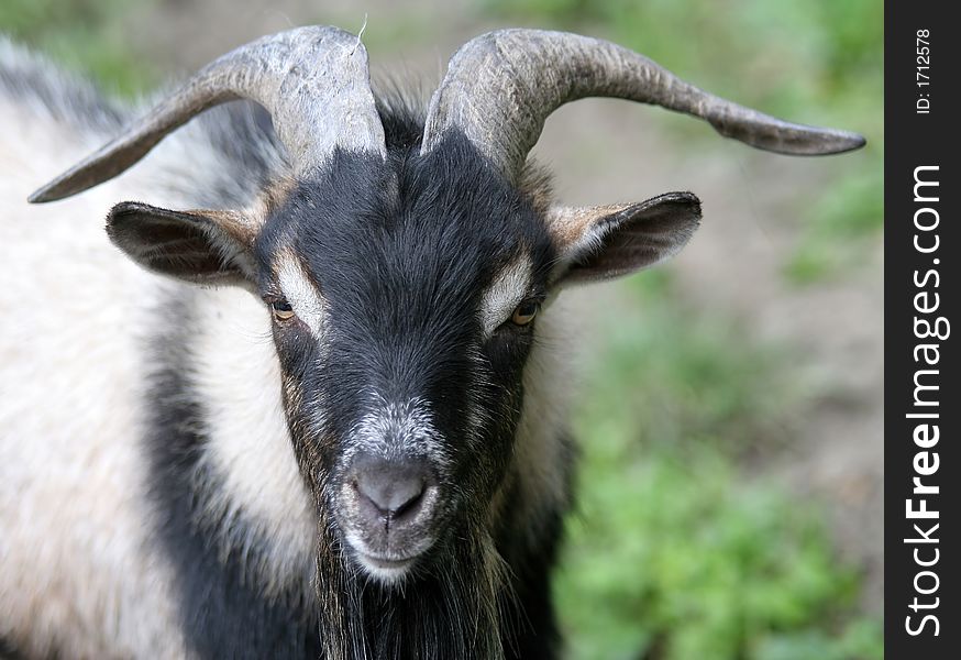 Portrait of a goat on natural background