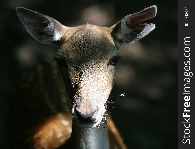 Front Portrait Of  Deer In Forest