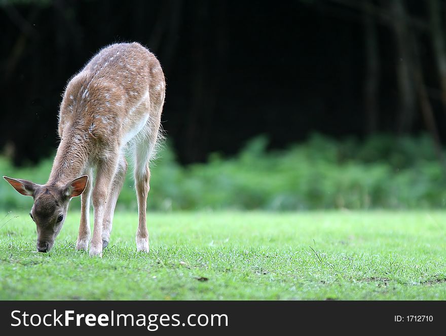 Sweet young fallow deer on the tree - rest time. Sweet young fallow deer on the tree - rest time