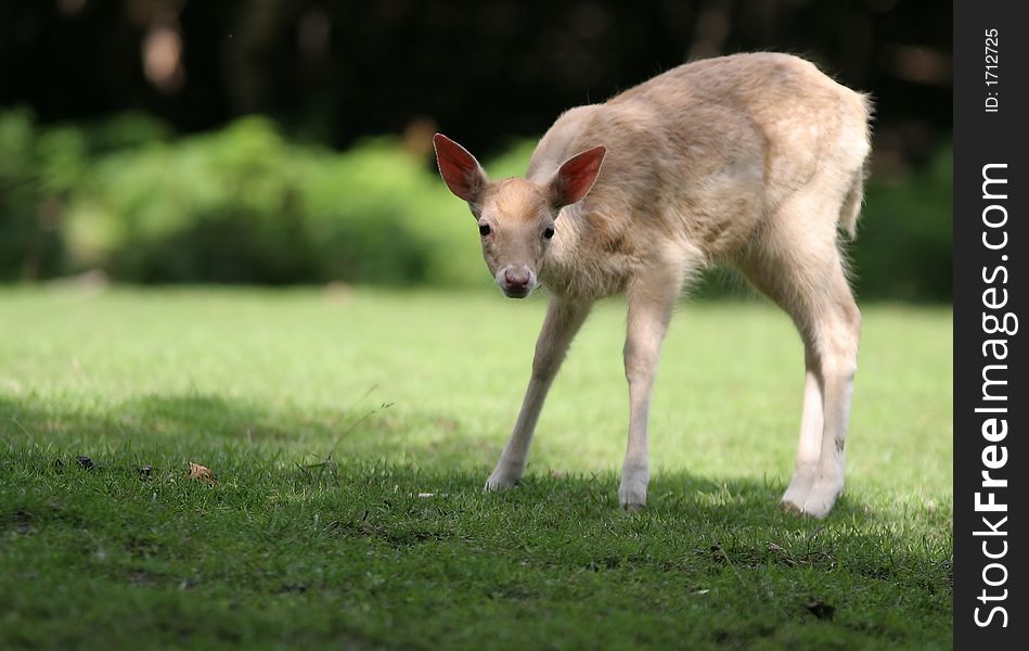 Sweet Young Fallow Deer