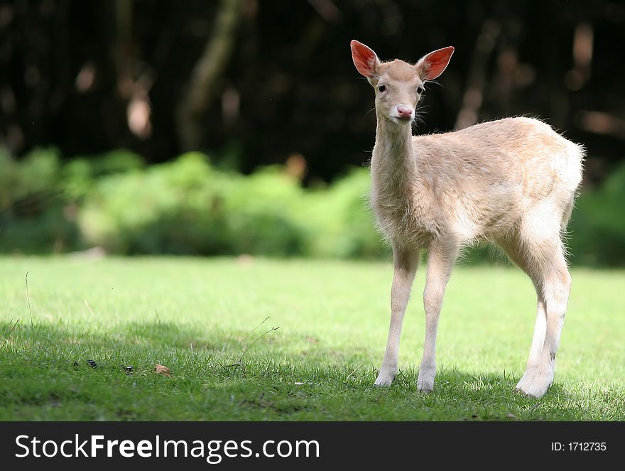 Animal in nature - Sweat young fallow deer. Animal in nature - Sweat young fallow deer