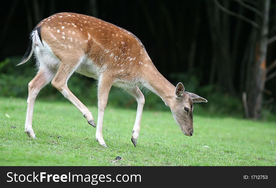 Walking young fallow deer on the tree - rest time. Walking young fallow deer on the tree - rest time