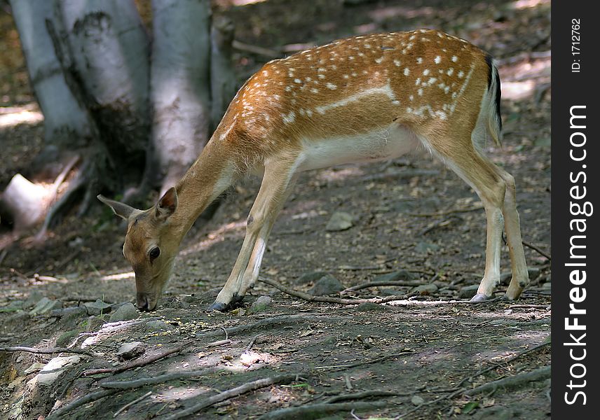 Brown Fallow Deer In Forest