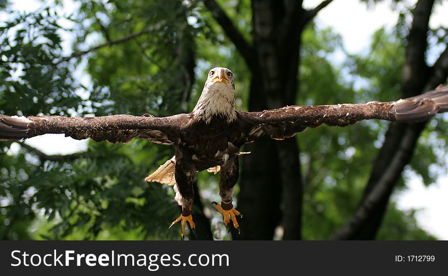 Free american eagle - front portret of bird - symbol of power and freedom. Free american eagle - front portret of bird - symbol of power and freedom