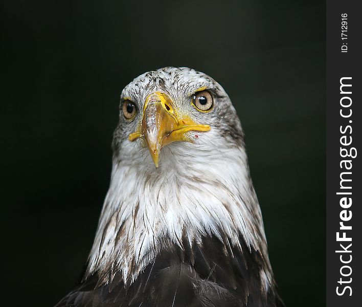 American eagle portrait on black background isolated. American eagle portrait on black background isolated