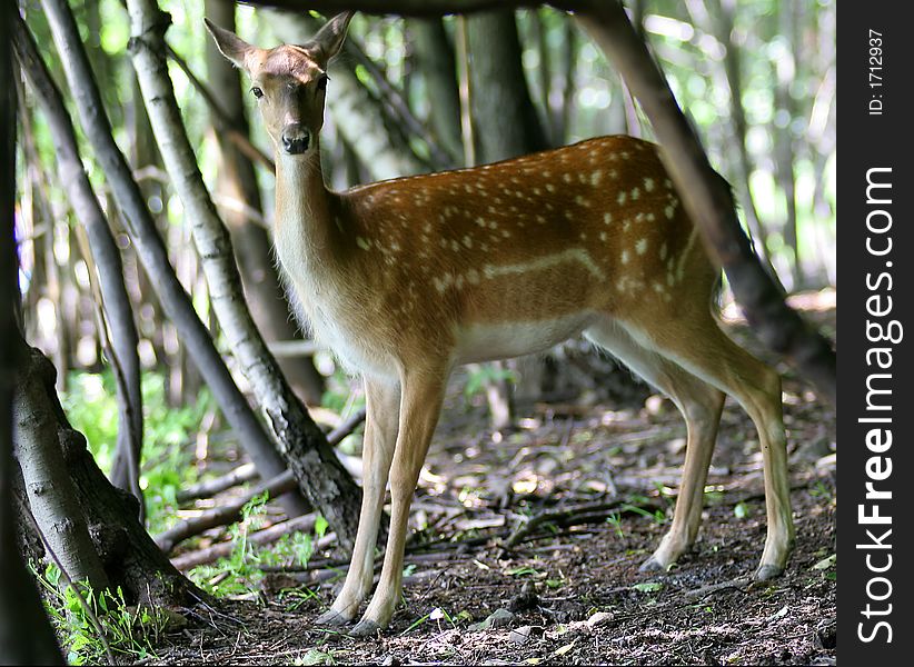Brown Fallow Deer In Forest