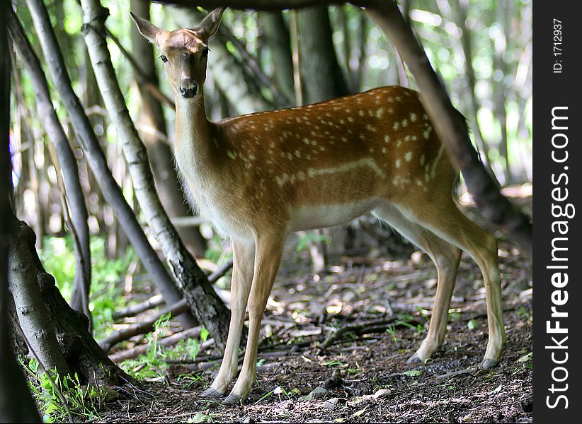 Brown Fallow deer on natural background. Brown Fallow deer on natural background