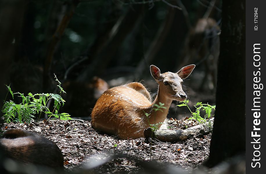 Rest of Fallow Deer in forest