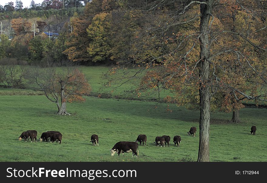 Autumn in New Jersey - Cows on a field. Autumn in New Jersey - Cows on a field