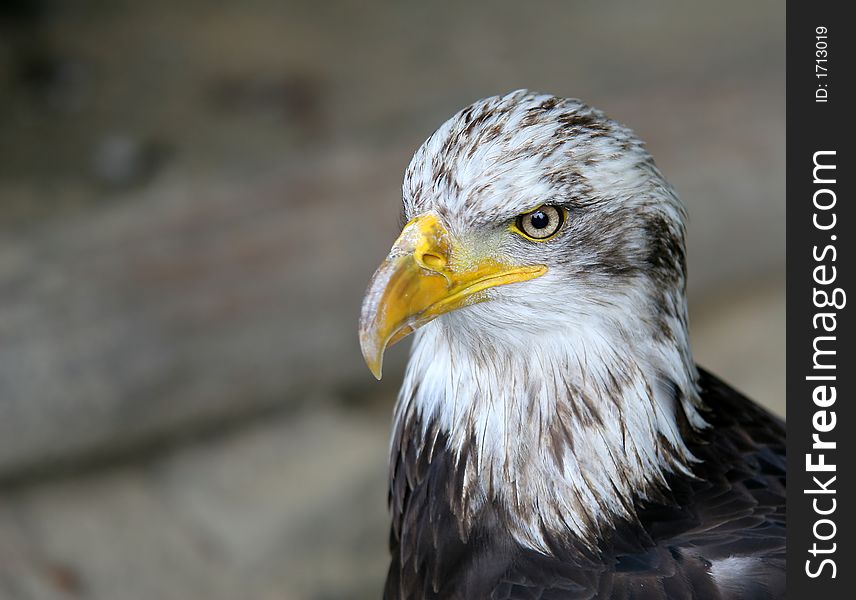 American eagle - bird  portrait