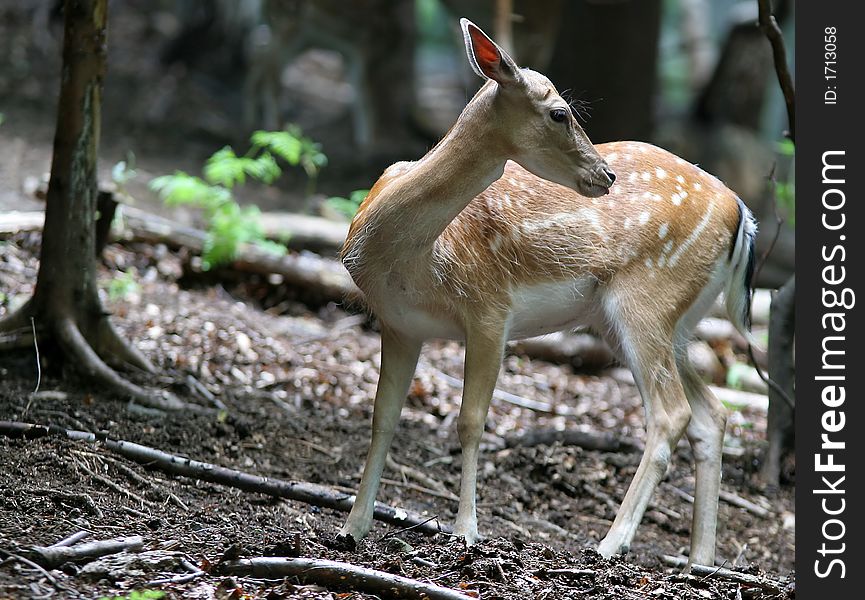 Brown Fallow Deer In Forest