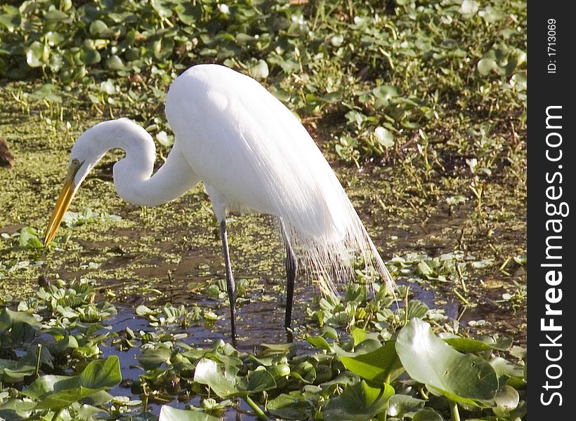 This Egret was shot on the bank of the St. Johns River near DeLand, Florida in late December 2006. This Egret was shot on the bank of the St. Johns River near DeLand, Florida in late December 2006.