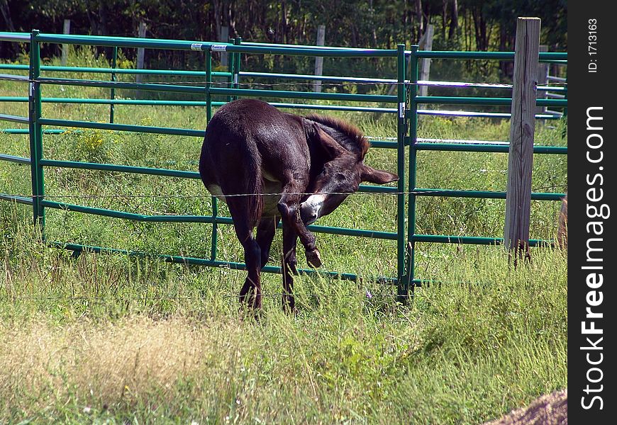 Donkey in corral biting at his hind leg. Donkey in corral biting at his hind leg.