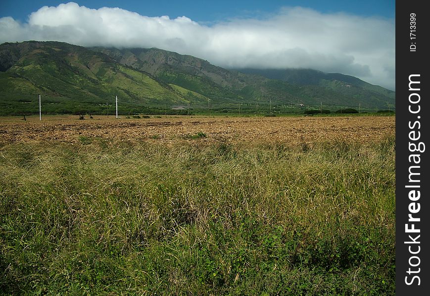 View of a harvested sugar cane field on Maui. View of a harvested sugar cane field on Maui