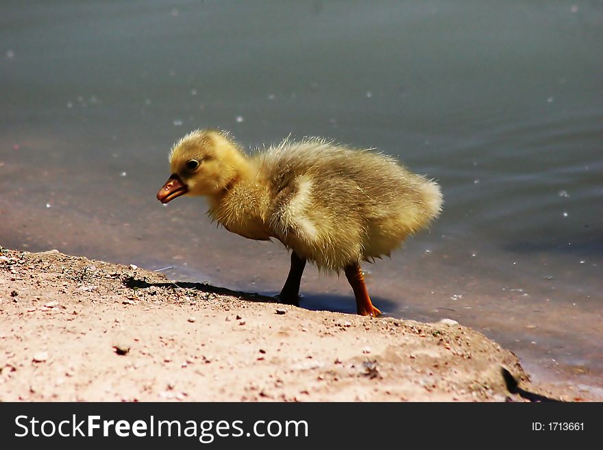 Baby Duckling