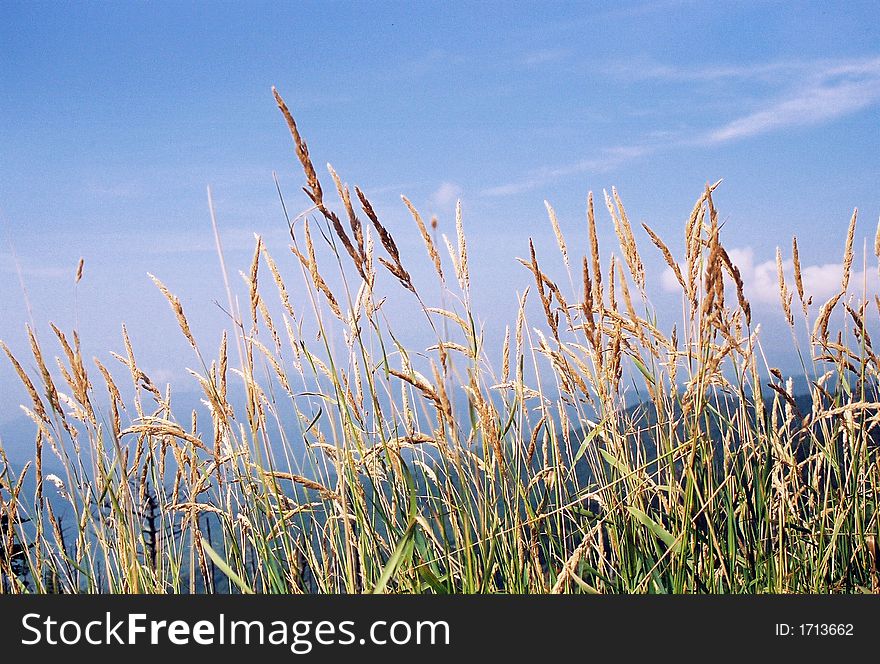 A low-angle shot of a field of grain set against green, rolling hills and a beautiful blue sky. A low-angle shot of a field of grain set against green, rolling hills and a beautiful blue sky.