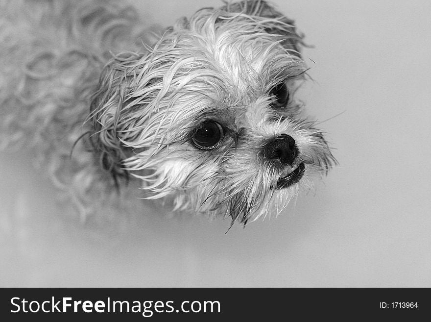 A wet dog after bath time.