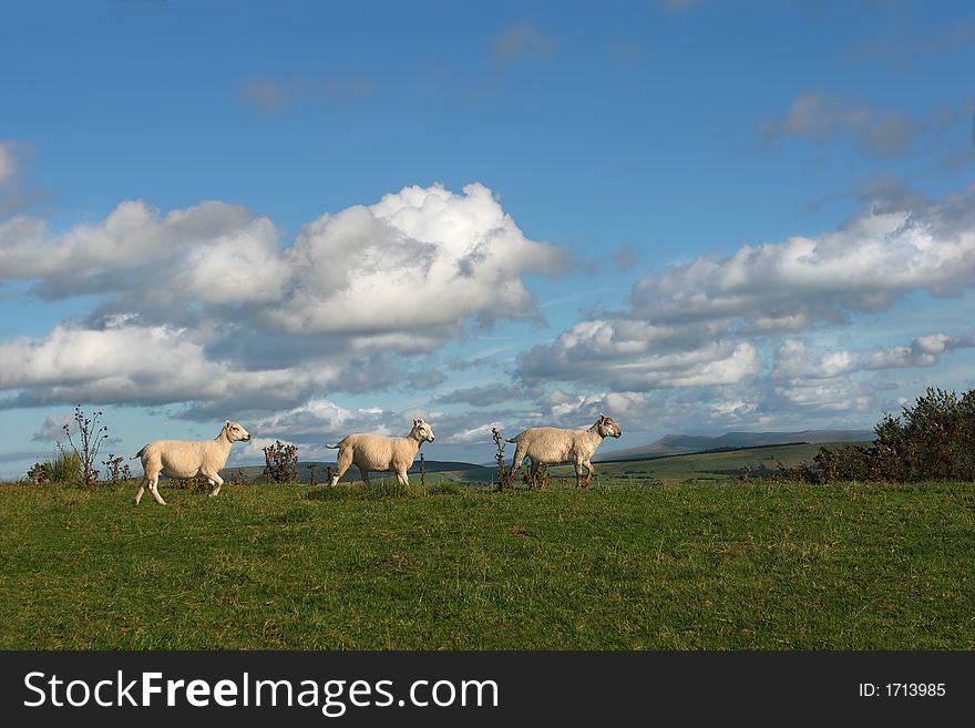 Three sheep walking together in a line in rural countryside, with a blue sky and cumulus clouds. View of the Black Mountain range in the Brecon Beacon National Park, Wales, United Kingdom, in the far distance. Three sheep walking together in a line in rural countryside, with a blue sky and cumulus clouds. View of the Black Mountain range in the Brecon Beacon National Park, Wales, United Kingdom, in the far distance.