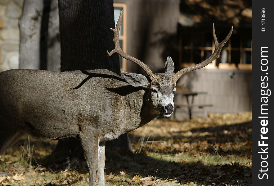 California Mule Deer Buck