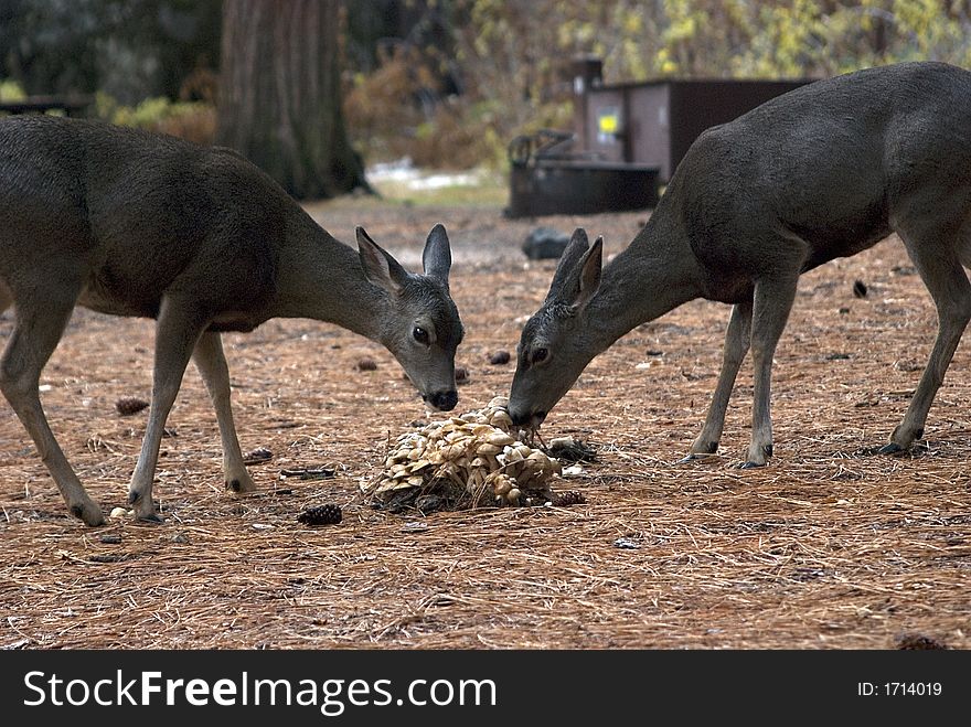 Yosemite National Park. California Mule Deer eating mushrooms. Yosemite National Park. California Mule Deer eating mushrooms.