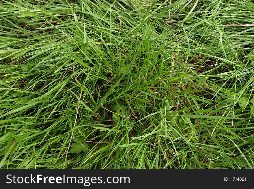 Close up of fresh green meadow grass.