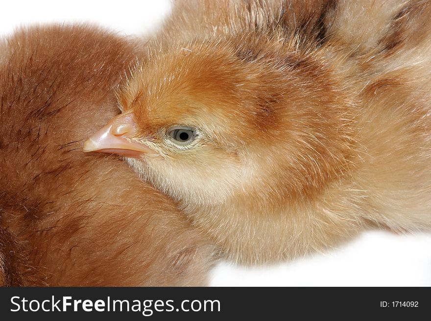 New born baby chick resting its head on the back of another chick. Against white.