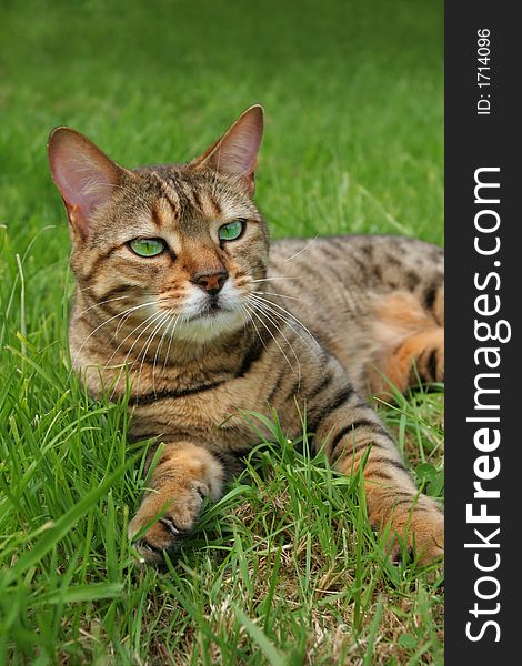 Bengali special breed cat relaxing in the grass. Bengali special breed cat relaxing in the grass.