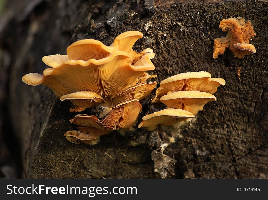 Fungus growing on a tree stump.