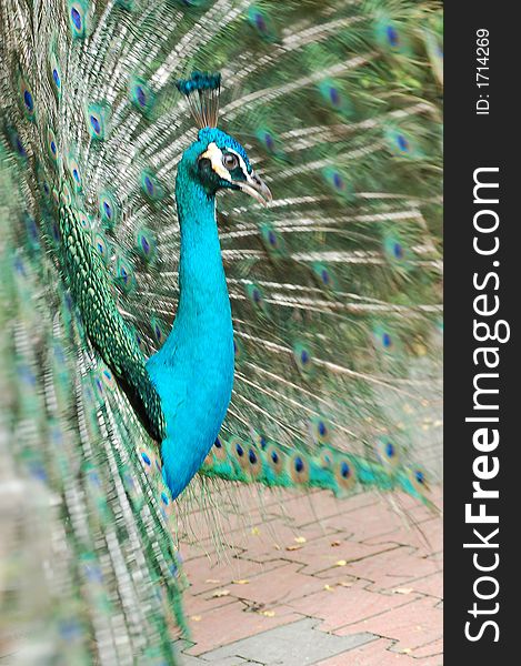 Closed up of a peacock. Closed up of a peacock