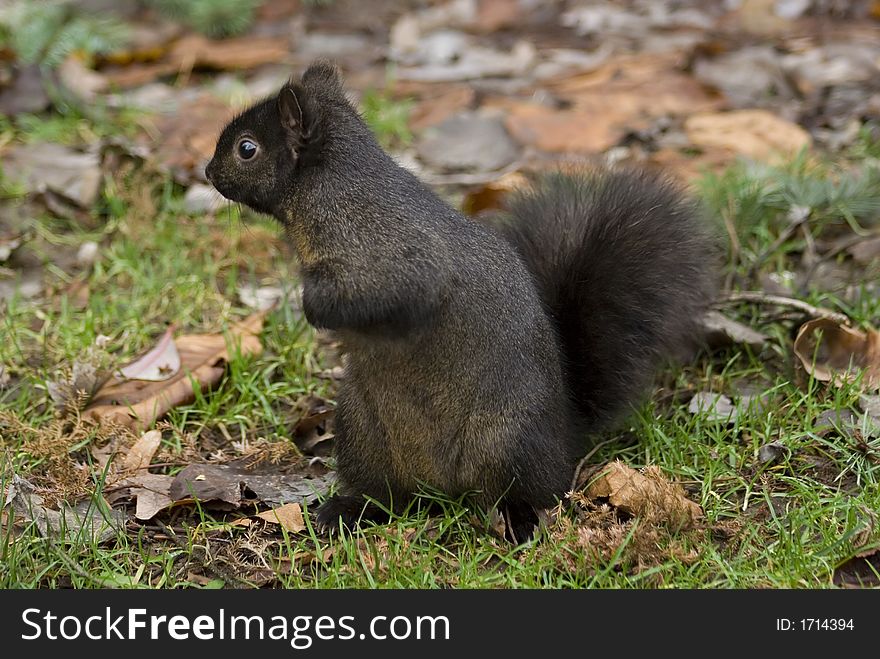 A cute furry black squirrel sitting in fallen leaves