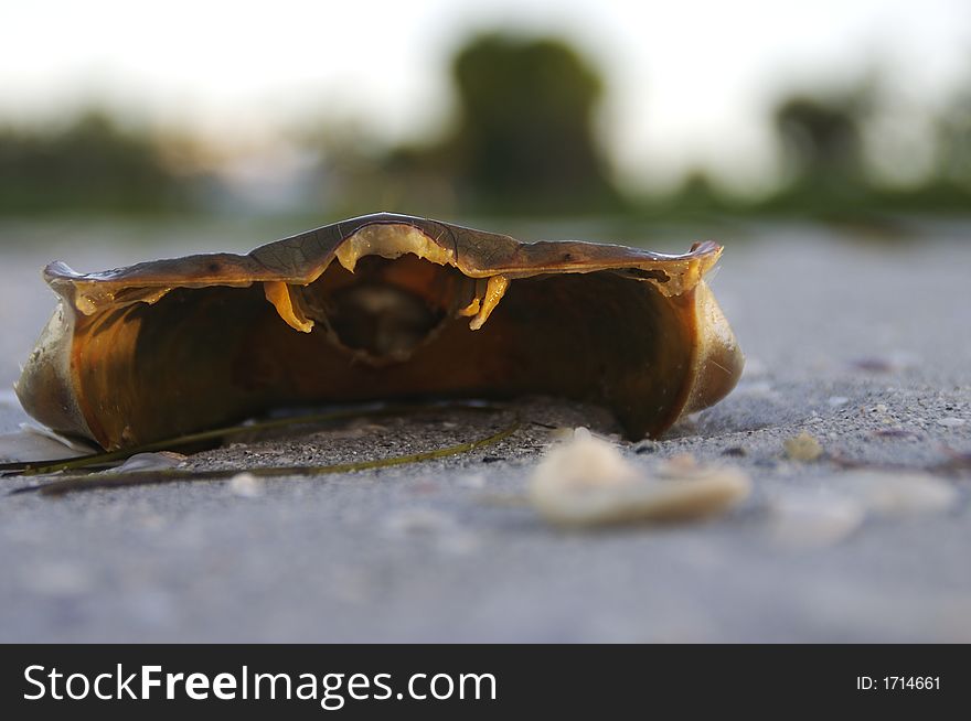 The rising sun captures an empty crab shell lying on the beach on Sanibel Island, Florida