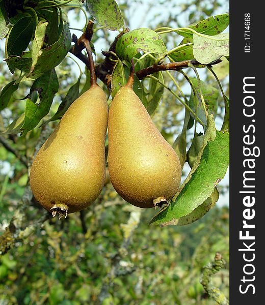 Pears on a tree just waiting to be picked and eaten