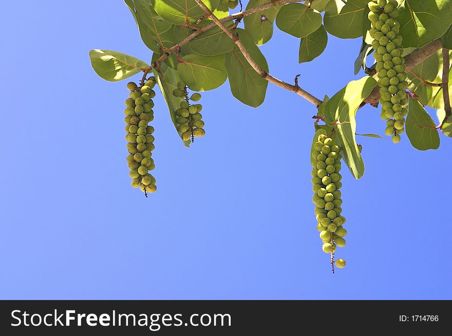 Sea grapes hanging from a tree on Sanibel Island, Florida. Sea grapes hanging from a tree on Sanibel Island, Florida