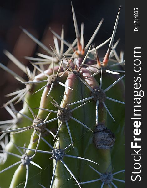 Macro shot of a cactus. Macro shot of a cactus